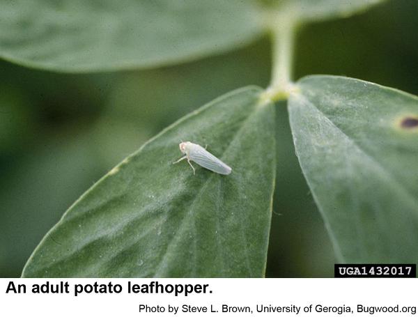 Thumbnail image for Potato Leafhopper on Ornamental Plants